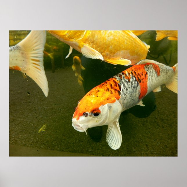 Poster de Koi Carp (Devant)