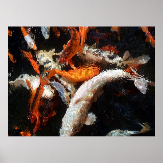Poster de Koi Carp (Devant)