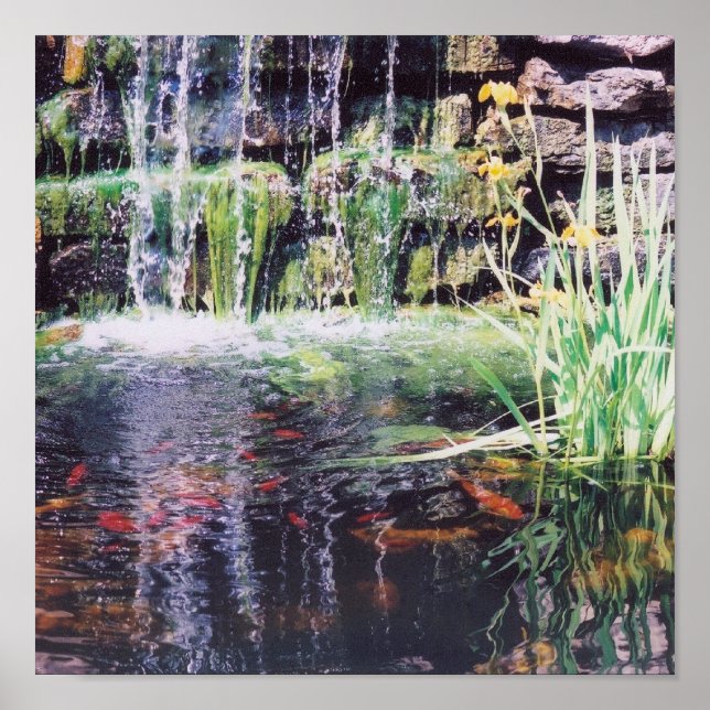 Poster de Koi Pond (Devant)