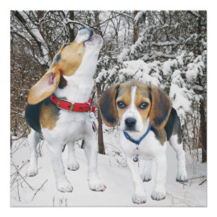 Poster de la Beagle et de l'Beagle Buddy