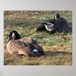 Poster de la Bernache du Canada