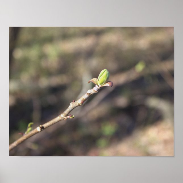 Poster de la branche de l'arbre (Devant)