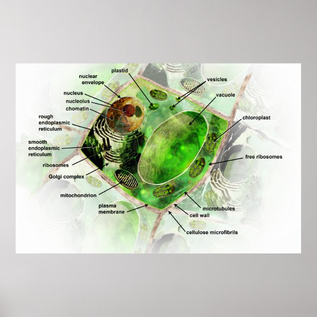 Poster de la cellule plante (Devant)