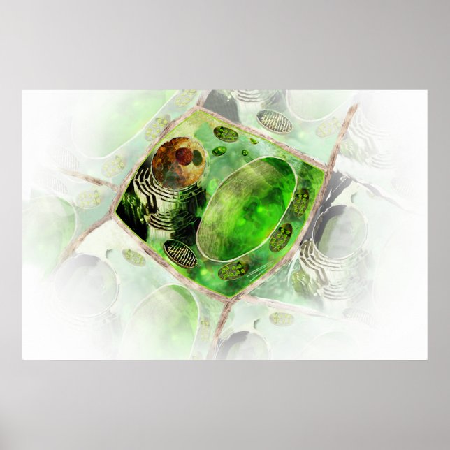 Poster de la cellule plante (Devant)