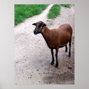 Poster de la chèvre sur le sentier