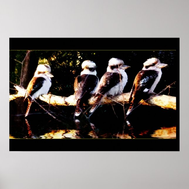 Poster de la chorale Kookaburra (Devant)