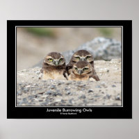 Poster de la chouette bractée juvénile