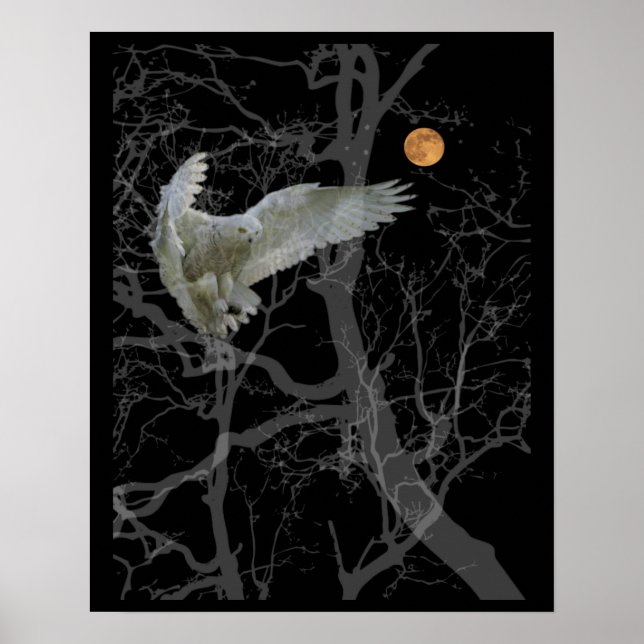 Poster de la Chouette d'Amérique, Petit Chouette d (Devant)