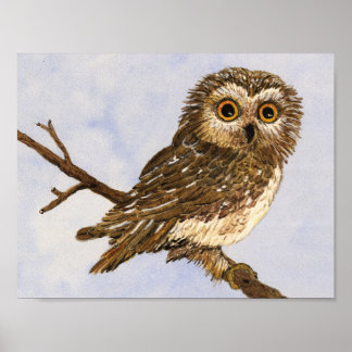 Poster de la Chouette de Saw-Whet
