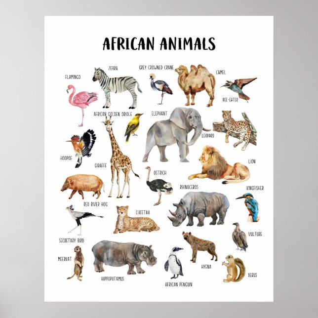 Poster de la classe africaine Animaux éducatifs (Devant)