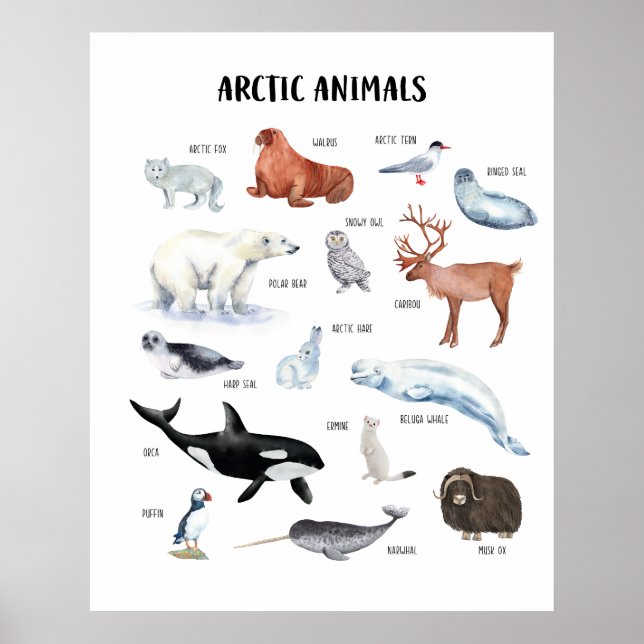 Poster de la classe éducative Arctic Animaux (Devant)