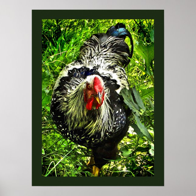 Poster de la cocotte de la Wyandotte en argent Pos (Devant)