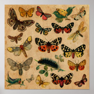 Poster de la collection d'antiquités des insectes 