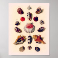 Poster de la collection vintage Sunset Seashell