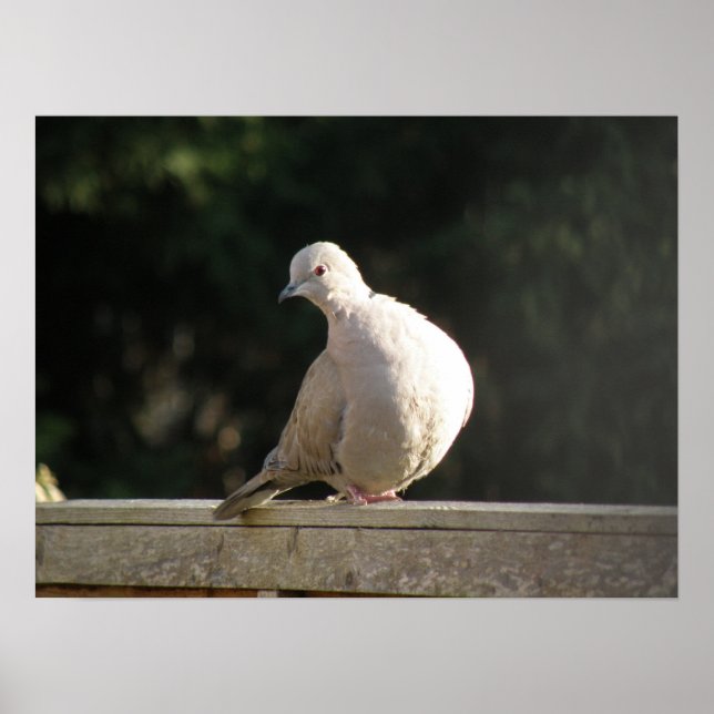 Poster de la colombe (Devant)