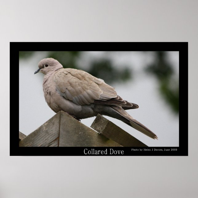 Poster de la colombe (Devant)