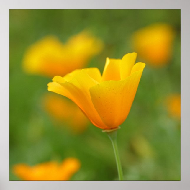 Poster de la coquelicot de Californie jaune (Devant)