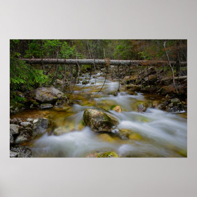 Poster de la crique de la forêt rocheuse (Devant)