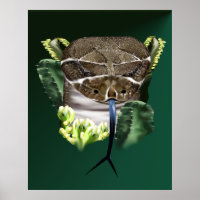 Poster de la face de serpent de bétail