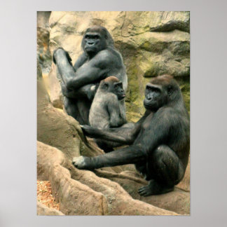 Poster de la famille Gorilla