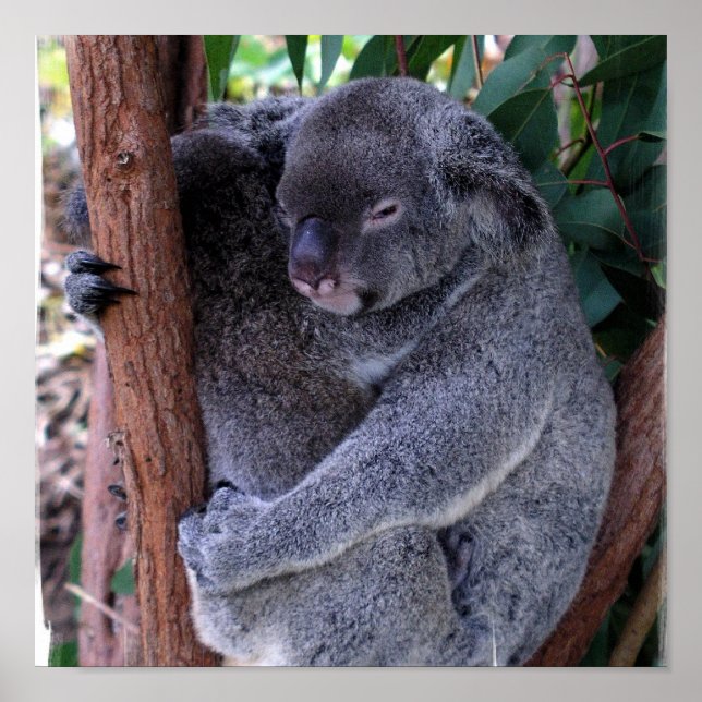 Poster de la famille Koala (Devant)