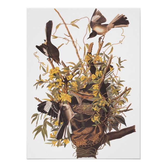 Poster de la famille Mockingbird d'Audubon (Devant)