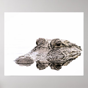 Poster de la faune de Gator