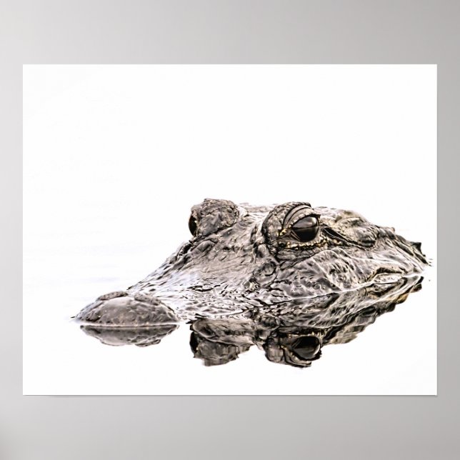 Poster de la faune de Gator (Devant)