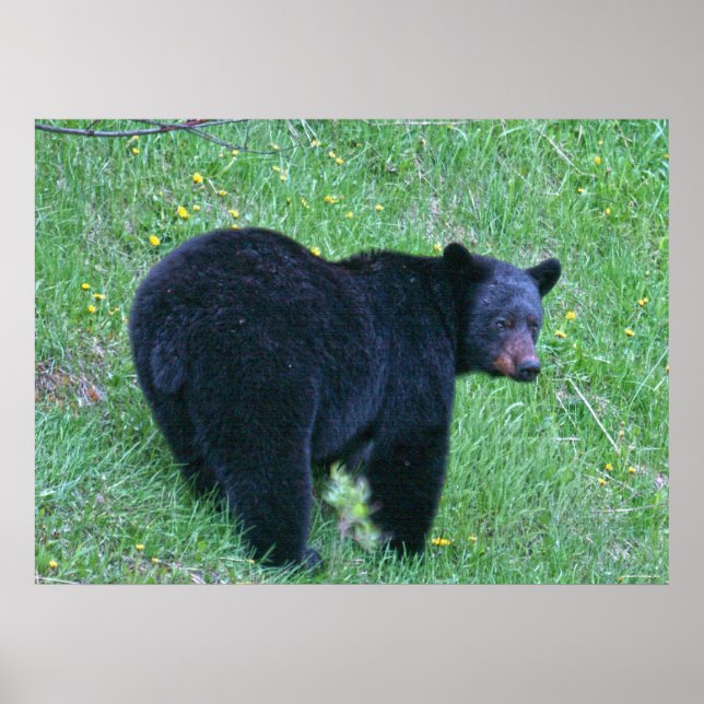Poster de la faune de l'ours noir sur l'herbe vert (Devant)