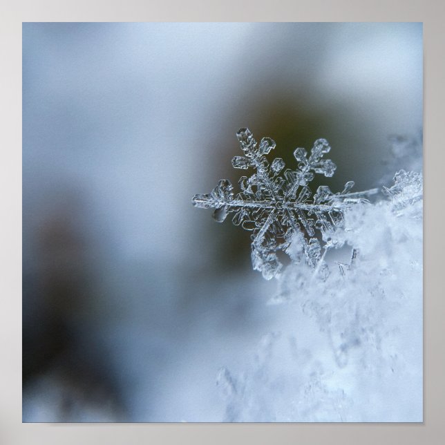 Poster de la fermeture de Snowflake (Devant)