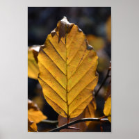 Poster de la feuille de chêne d'automne