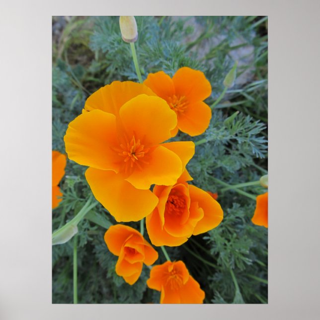 Poster de la Fleur de l'État du Poppy en Californi (Devant)