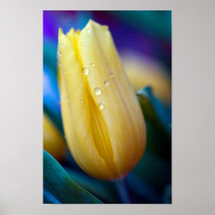 Poster de la fleur de tulipe jaune