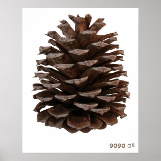 Poster de la forêt
