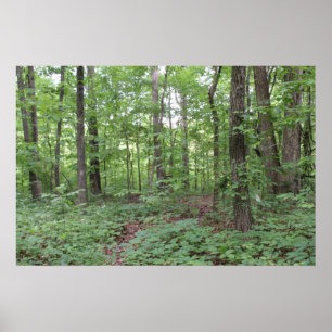 Poster de la forêt