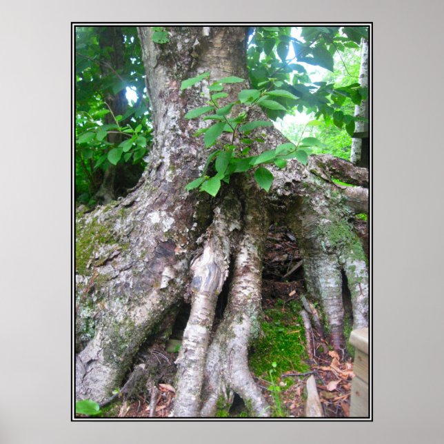 Poster de la forêt (Devant)