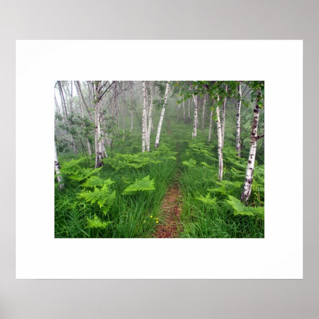 Poster de la forêt (Devant)