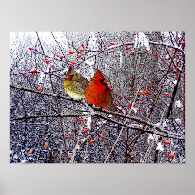 Poster de la Forêt Cardinale (Devant)