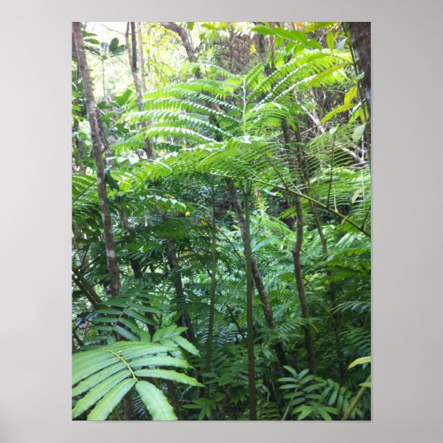 Poster de la forêt tropicale (Devant)