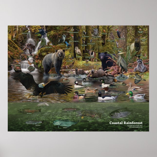 Poster de la forêt tropicale côtière (Devant)