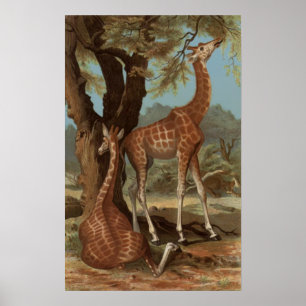 Poster de la Girafe africaine