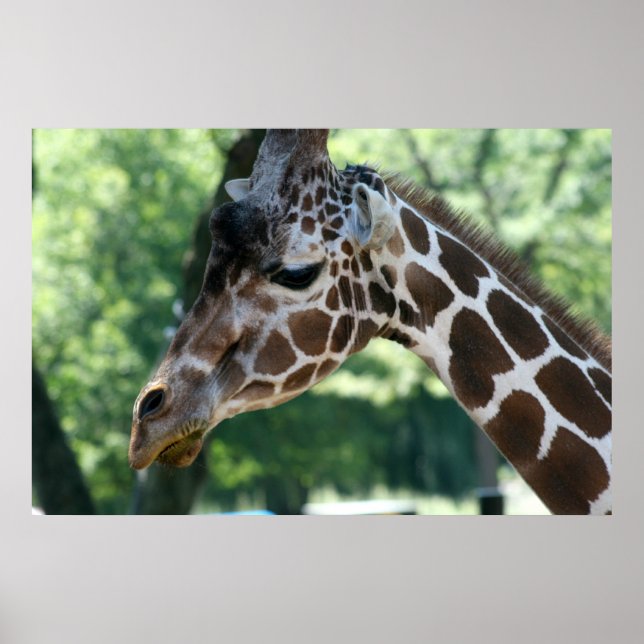 Poster de la Giraffe (Devant)