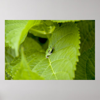 Poster de la grenouille
