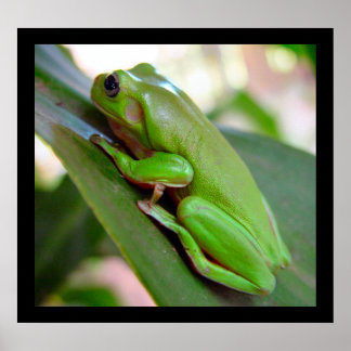 Poster de la grenouille d'arbre vert américain