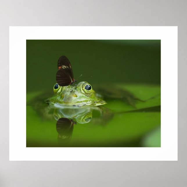 Poster de la grenouille et du papillon (Devant)