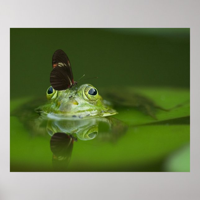 Poster de la grenouille et du papillon (Devant)