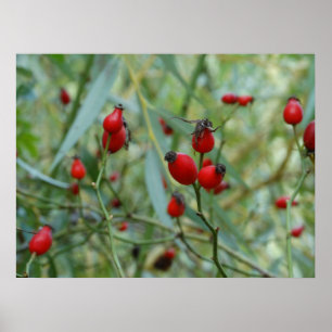 Poster de la hanche rose Automne Phto
