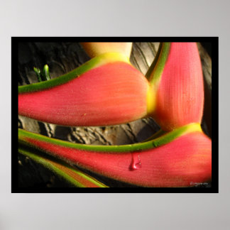 Poster de la Heliconia rose Hot Imprimer
