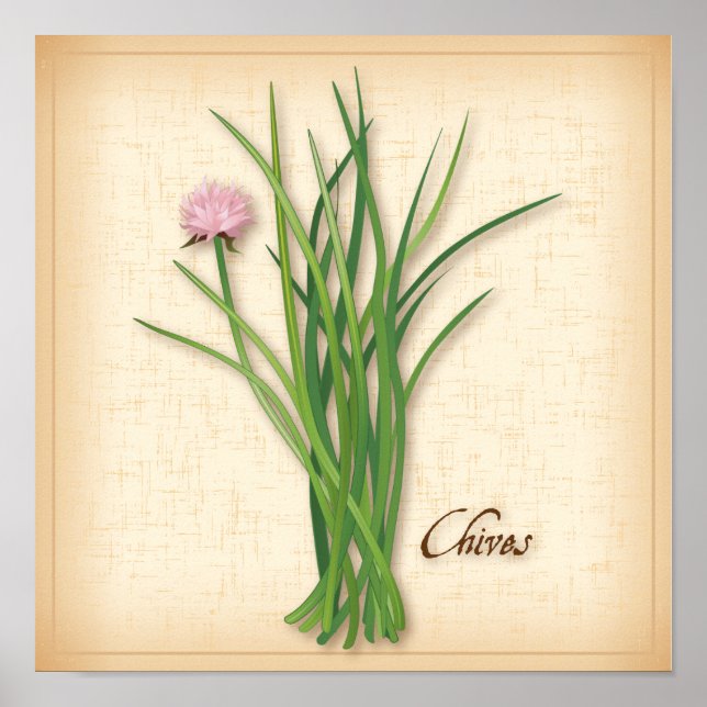 Poster de la Herbe Chives (Devant)