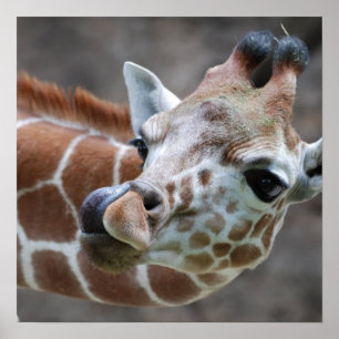 Poster de la langue de la girafe